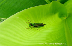 grasshopper near Loreto, Ecuador