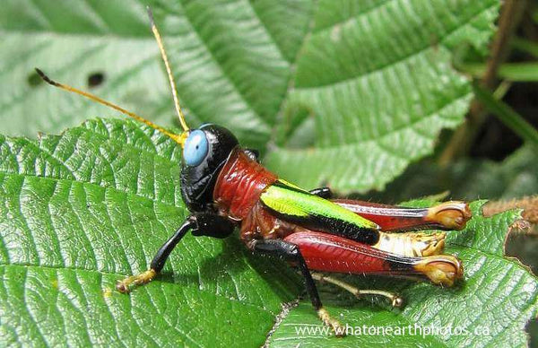 "ol' blue eyes" grasshopper, Ecuador