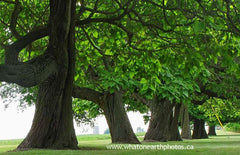 catalpa trees, Ontario
