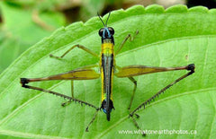 "cross-bow grasshopper", Ecuador