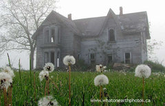 abandoned house gone to seed, near Palmyra, Ontario