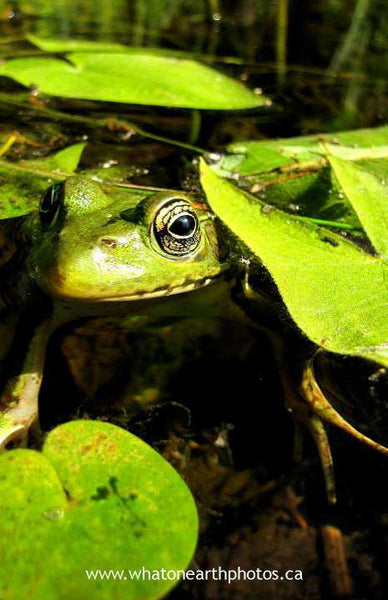 smiling frog, Hastings County, Ontario
