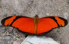 Julia Butterfly (Dryas julia), Ecuador