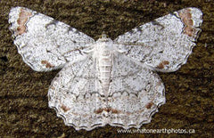 Epimecis moth, Baeza, Ecuador