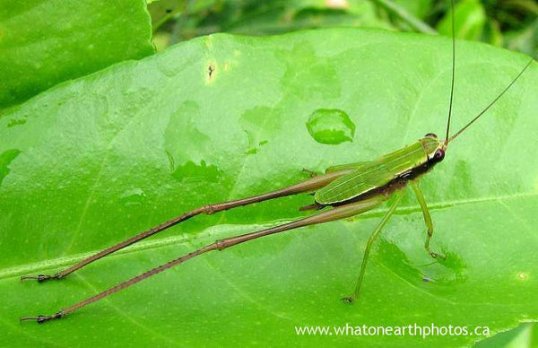 long-legged grasshopper, Ecuador