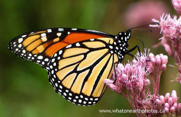 Monarch on joe-pye-weed, Ontario