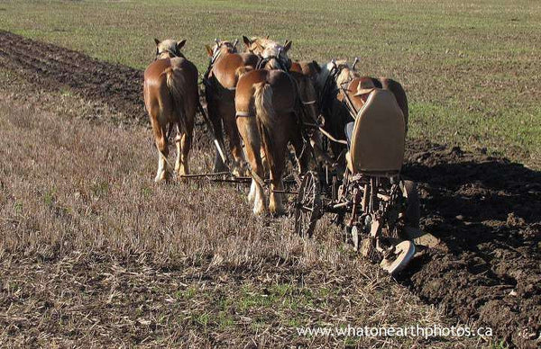 horses ploughing near Nithburg, Ontario