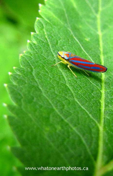 Red-banded Leafhopper, Ontario