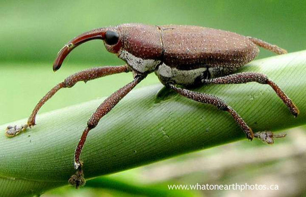 "Pinocchio bug" (long-nosed weevil), Ecuador