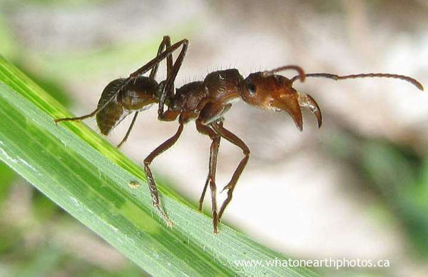 "sabre-toothed ant" (Ectatomma tuberculatum), Ecuador