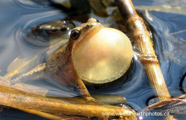 Striped Chorus Frog, Ontario