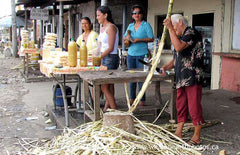 fresh sugarcane for sale, Ecuador