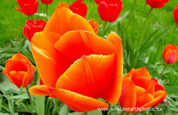 orange tulip, Ailsa Craig, Ontario
