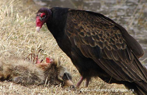 Turkey Vulture and Raccoon, Ontario
