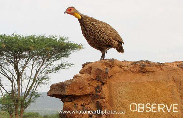 Yellow-necked Spurfowl obeying sign, Kenya