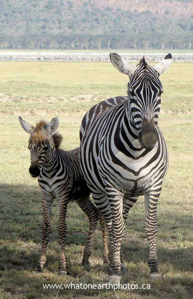 zebra and colt, Nairobi National Park, Kenya