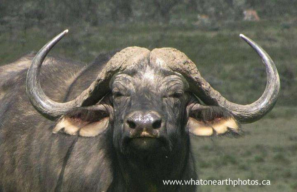 African Buffalo (Syncerus caffer), Kenya