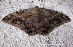 Black Witch Moth (Ascalapha odorata), Ecuador