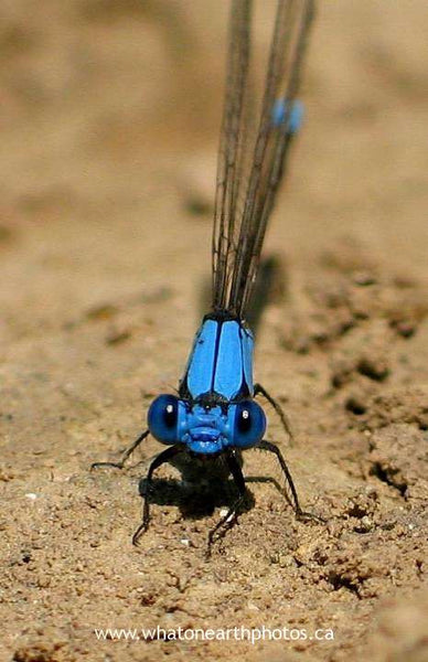 Blue-fronted Dancer (Argia apicalis), Ontario