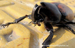 brown rhino beetle (Mitracephala humboldti)