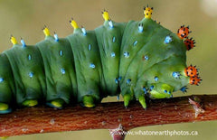 Cecropia Moth (Hyalophora cecropia) larva