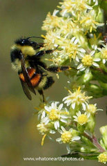 Tricoloured Bumble Bee (Bombus ternarius)