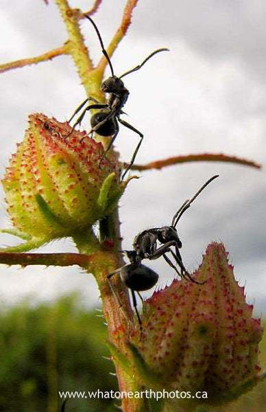 dancing ants (Polyrhachis sp.), Uganda