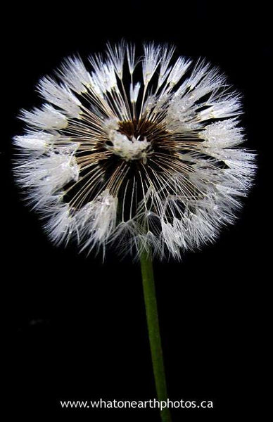 dandelion seed head, Ontario