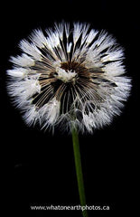 dandelion seed head, Ontario