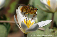 Golden Dung Fly (Scathophaga stercoraria)