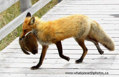 Red Fox carrying Groundhog, New Brunswick