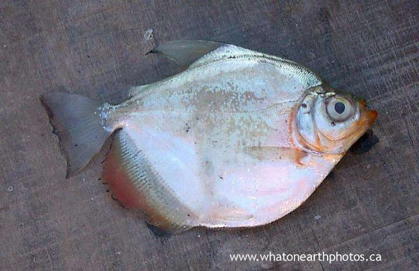 Silver Dollar Fish (Metynnis hypsauchen), Peru
