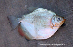 Silver Dollar Fish (Metynnis hypsauchen), Peru