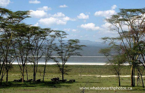 placid day at Lake Nakuru, Kenya