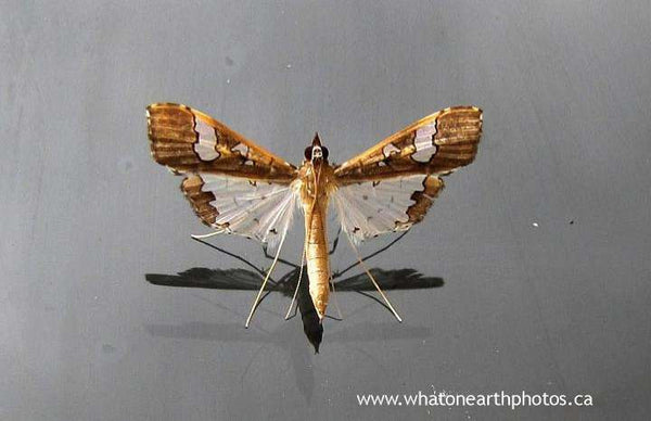 Legume Pod Borer Moth (Maruca vitrata)