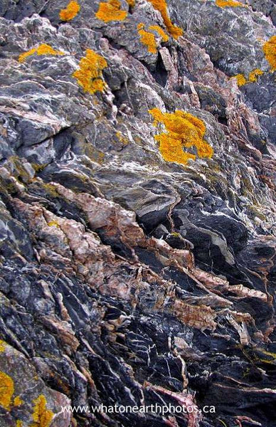 lichen on rock, Grand Manan Island