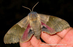 Modest Sphinx Moth (Pachysphinx modesta)