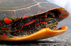 "I'm not coming out." Painted Turtle