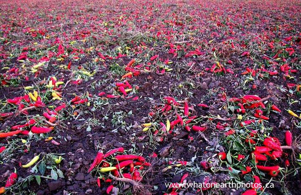pepper field, October, Long Point, Ontario
