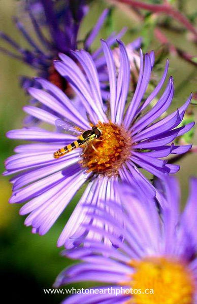 Sphaerophoria flower fly on New England Aster