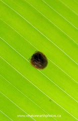 tortoise beetle on palm leaf, Ecuador