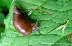Oxyloma amber snail grazing on skunk cabbage