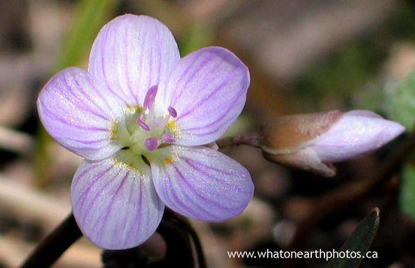 Spring Beauty (Claytonia virginica), Ontario