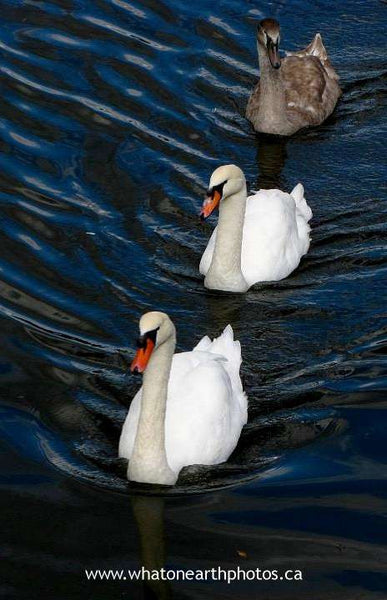 Mute Swans, Stratford, Ontario