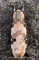 Underwood's Tussock Moth (Halysidota underwoodi)