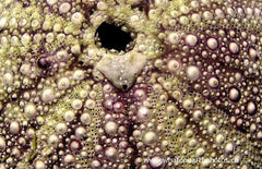 sea urchin exoskeleton, New Brunswick