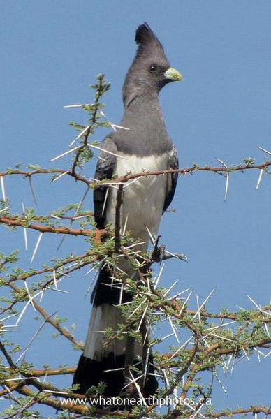 White-bellied Go-away-bird, Kenya