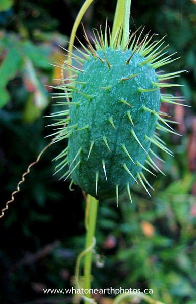 Wild Cucumber (Echinocystis lobata) seed pod