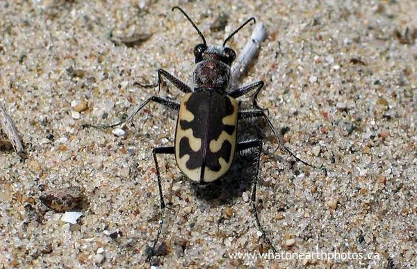 Big Sand Tiger Beetle (Cicindela formosa), Ontario
