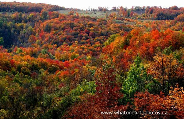 fall colour, Eugenia, Ontario